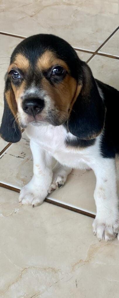 son beagles perros faciles de adiestrar