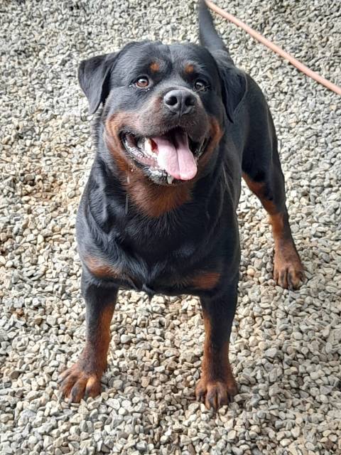 las hembras rottweiler son buenos perros guardianes