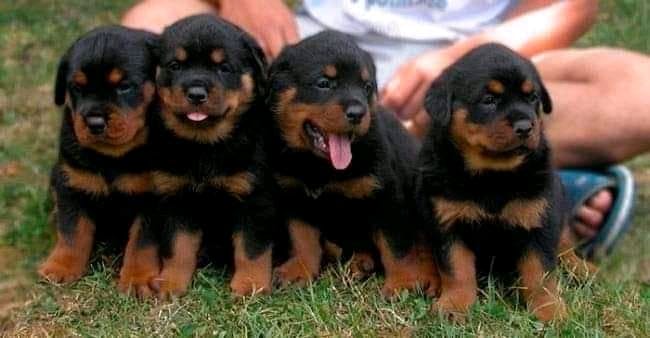 las hembras rottweiler son buenos perros guardianes