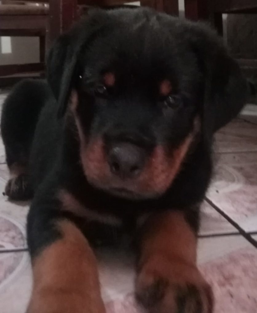 las hembras rottweiler son buenos perros guardianes