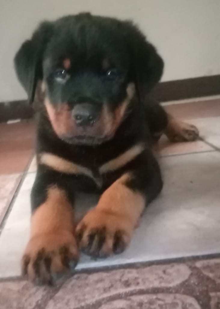 las hembras rottweiler son buenos perros guardianes