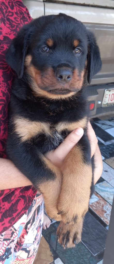 las hembras rottweiler son buenos perros guardianes