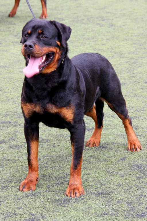 las hembras rottweiler son buenos perros guardianes